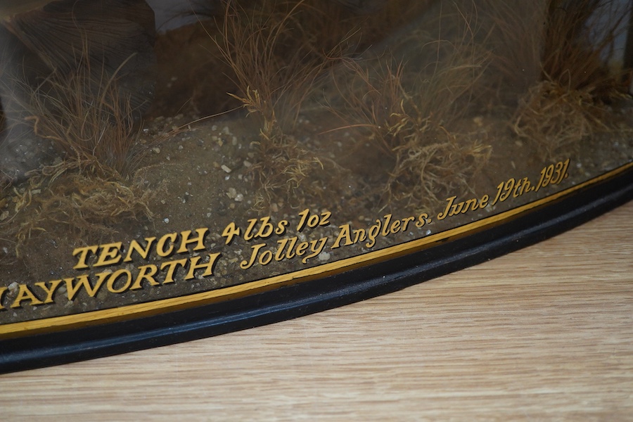 A taxidermy tench in a glazed bow fronted case, the glass with applied gilt lettering reading; ‘Tench 4lbs 1oz, Caught by F. Hayworth Jolley Anglers June 19th. 1931.’, 63.5cm wide, 34.5cm high